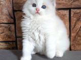 Oyuncu Ve Sosyal Ragdoll Yavrumuz