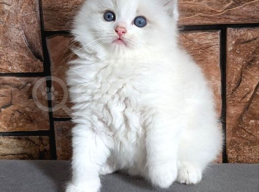Oyuncu Ve Sosyal Ragdoll Yavrumuz görsel