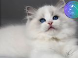 Görkemli Ragdoll yavrumuz