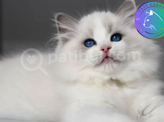 Görkemli Ragdoll Yavrumuz