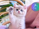 Bebek BluGolden British Shorthair yavrumuz