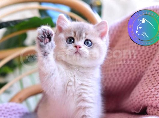 Bebek Blugolden British Shorthair Yavrumuz