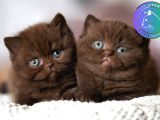 Çikolata Kardeşler Chcoclate British Shorthair