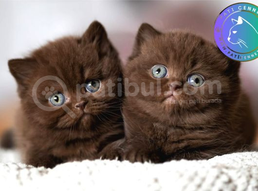 Çikolata Kardeşler Chcoclate British Shorthair