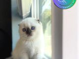 Yavru gibi Blue Point Scottish Fold Shorthair yavrumuz