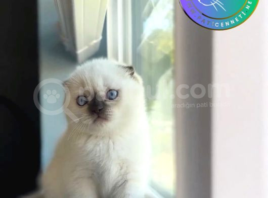 Yavru Gibi Blue Point Scottish Fold Shorthair Yavrumuz