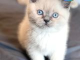 Özgün Blue Point British Shorthair yavrumuz