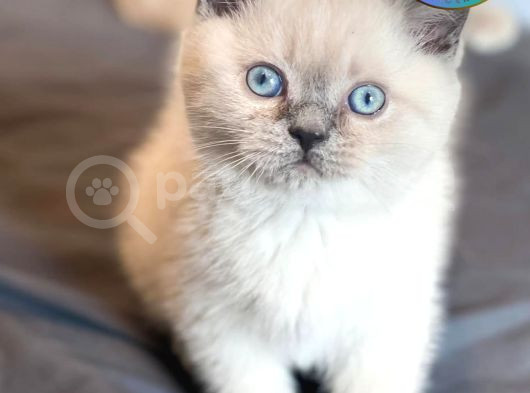 Özgün Blue Point British Shorthair Yavrumuz