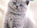 Vazgeçilmez Gri British Shorthair Yavrumuz