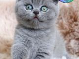 Oyuncu Gri British Shorthair yavrumuz