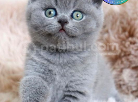 Oyuncu Gri British Shorthair Yavrumuz