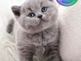 Dost Canlısı Gri British Shorthair yavrumuz