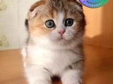 Şeker Suratlı Golden Scottish Fold NY24 yavrumuz