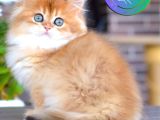 Işıltılı Golden British Longhair yavrumuz