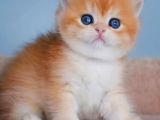 Şampiyon Golden British Shorthair yavrumuz