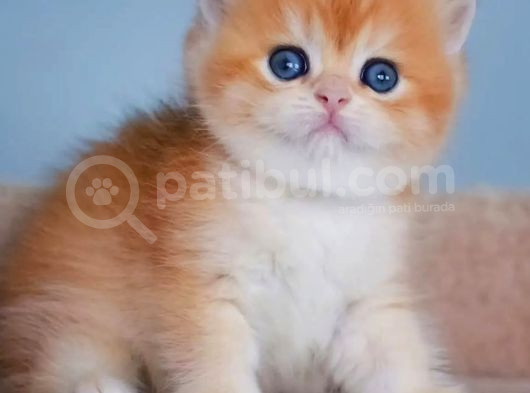 Şampiyon Golden British Shorthair Yavrumuz