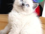 Özgün Blue Point British Shorthair Yavrumuz