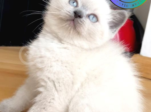 Özgün Blue Point British Shorthair Yavrumuz görsel