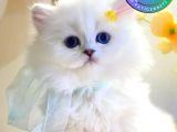 Patili Melek Silver British Longhair yavrumuz