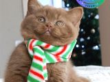 Popstar Chocolate British Shorthair yavrumuz