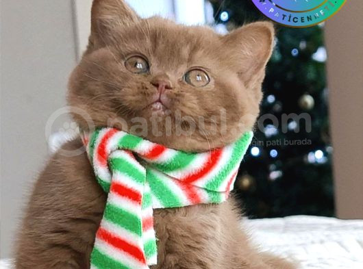 Popstar Chocolate British Shorthair Yavrumuz