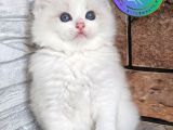 Oyuncu ve Sosyal Ragdoll yavrumuz
