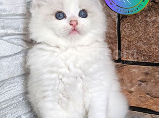 Oyuncu Ve Sosyal Ragdoll Yavrumuz