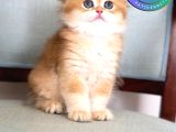 Işıltılı Golden British Longhair yavrumuz