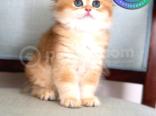 Işıltılı Golden British Longhair Yavrumuz