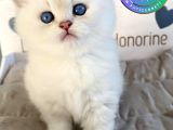Beyazı parlayan Silver British Shorthair NS113 yavrumuz