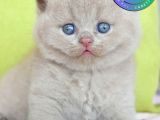 Şirin Lilac British Shorthair yavrumuz