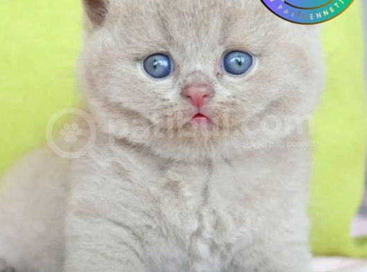 Şirin Lilac British Shorthair Yavrumuz