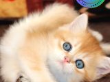 Cana yakın yavrumuz Golden British Shorthair