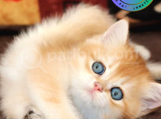 Cana Yakın Yavrumuz Golden British Shorthair