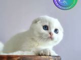 Kıvrık Kulaklı Silver Scottish Fold Shorthair Yavrumuz
