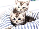 İkizler Silver British Shorthair NS24 yavrularımız