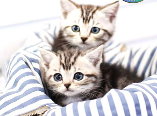 İkizler Silver British Shorthair Ns24 Yavrularımız