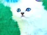 Beyaz ve kabarık Silver Scottish Fold Longhair yavrumuz