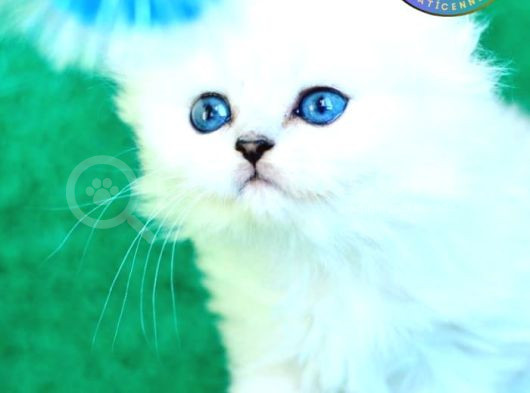 Beyaz Ve Kabarık Silver Scottish Fold Longhair Yavrumuz