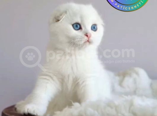 Kıvrık Kulaklı Silver Scottish Fold Shorthair Yavrumuz