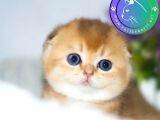 Kıvrık Kulaklı Golden Scottish Fold Shorthair