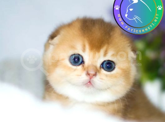 Kıvrık Kulaklı Golden Scottish Fold Shorthair