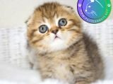 Minik Kıvrım Büyük Sevgi BlackGolden Scottish Fold