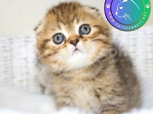 Minik Kıvrım Büyük Sevgi Blackgolden Scottish Fold