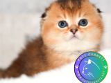 Altın Bakışlı Golden Scottish Fold Shorthair NY12