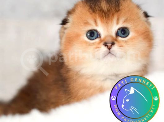 Altın Bakışlı Golden Scottish Fold Shorthair Ny12