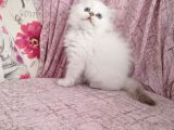 British Longhair Golden Point Erkekler