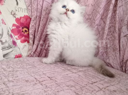 British Longhair Golden Point Erkekler görsel