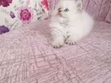 British Longhair Golden point Erkekler
