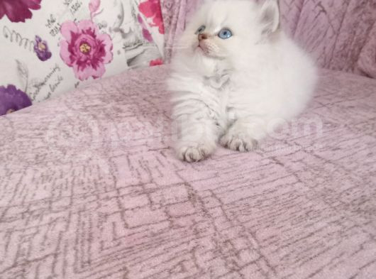 British Longhair Golden Point Erkekler